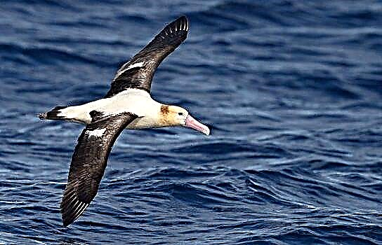 Albatros s bijelim leđima