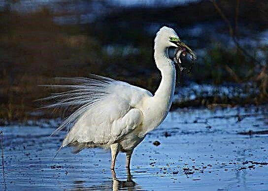 Groussen Egret