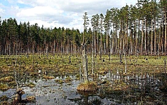 Swamps na Rúise