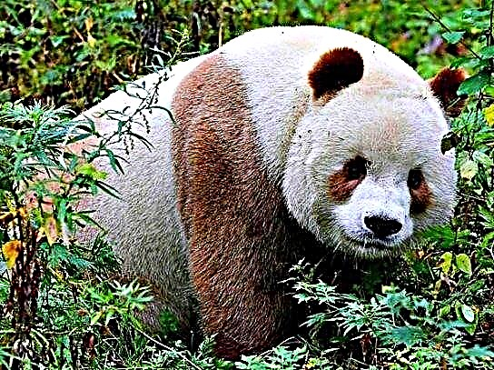 Panda erraldoia