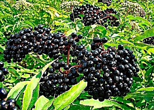 Elderberry შავი