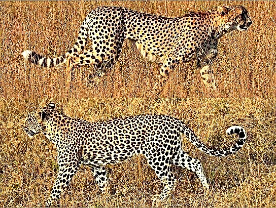 Kio estas la diferenco inter gepardo kaj leopardo?