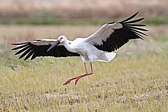 Stork Far East