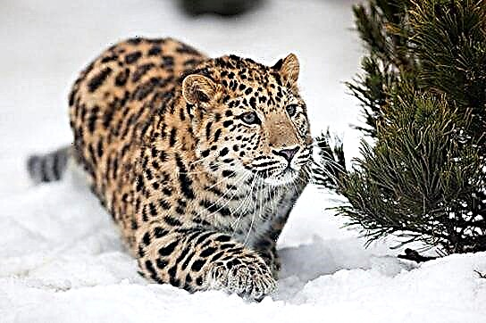 Leopardê Rojhilata Dûr