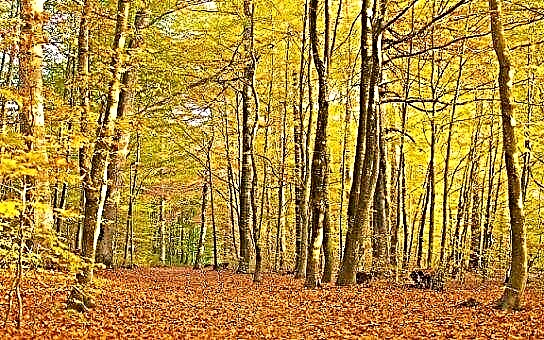 Listopadno šumsko drveće