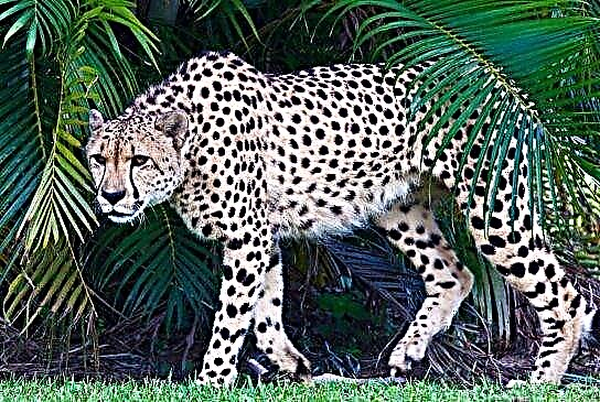 ʻO Cheetah