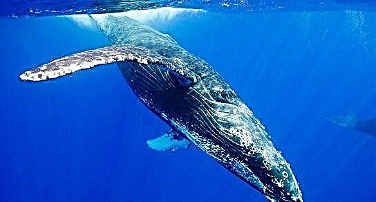 ປາວານ Humpback ຫຼືປາວານ humpback