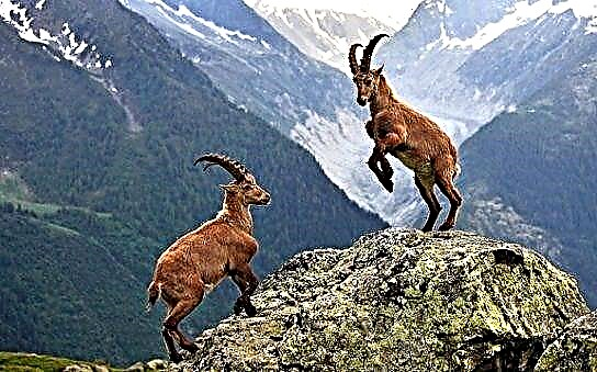 ແບ້ Alpine Ibex