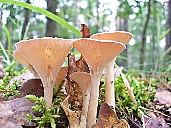 Seminiverbius fungos