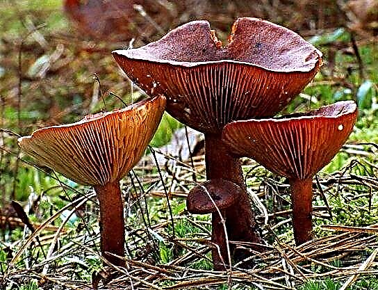 Mushrooms vun der Leningrader Regioun