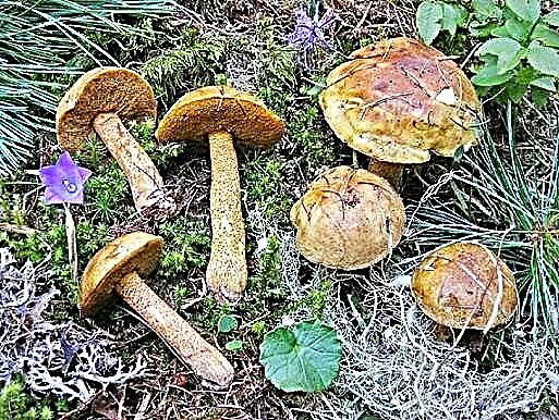 Li-mushroom tsa Boletus (sejana sa botoro)