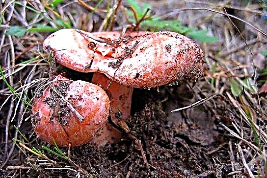 Li-mushroom