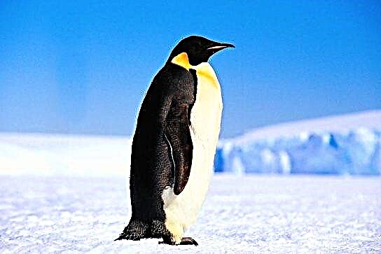 Царот пингвин
