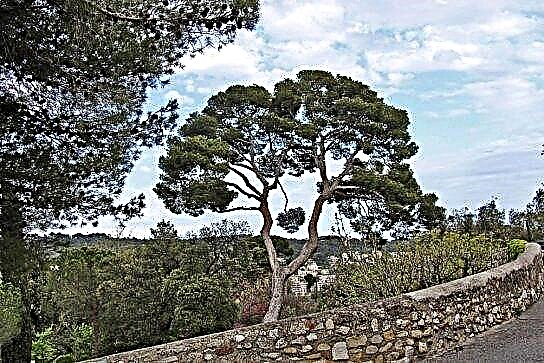 I-pine pine yase-Italy