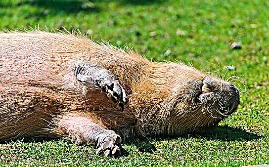 Capibara (capibara)