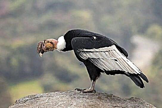 Condor (manulele)