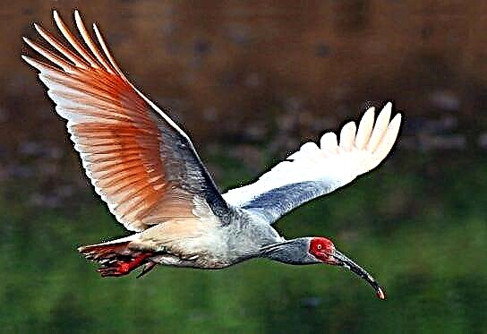 Qizil oyoqli ibis