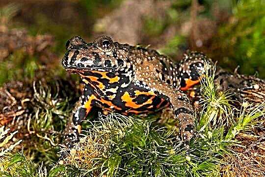 Liab bellied toad