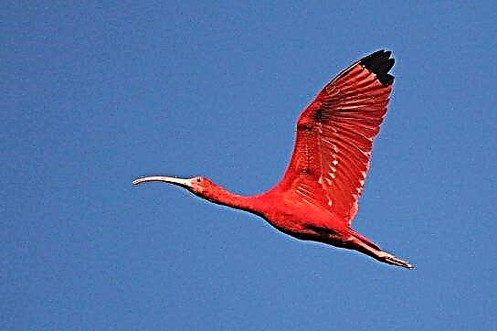 Ibis beureum (ibis beureum)