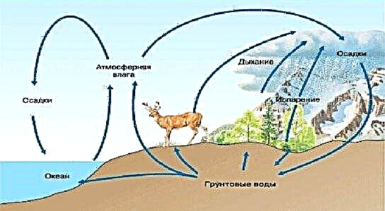 Sauerstoffzyklus an der Natur