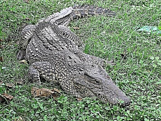 Crocodile Cuban