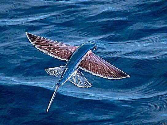 Leteća riba