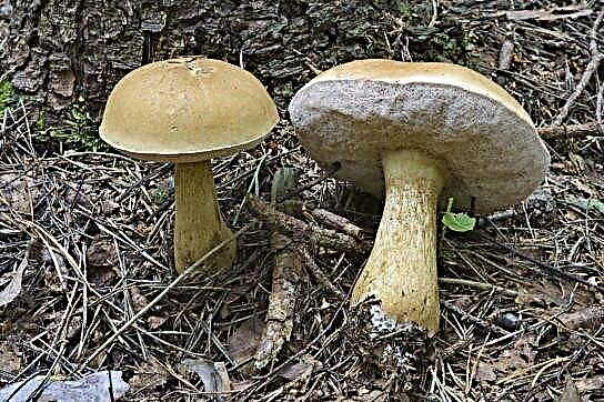 Lažna bijela gljiva (žučna gljiva, gorka gljiva)
