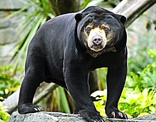 Malajski medvjed ili biruang