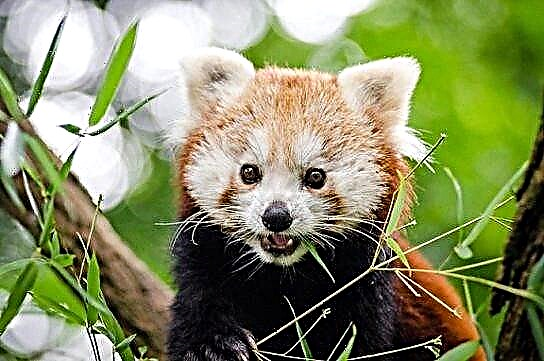 Panda e kuqe e vogël