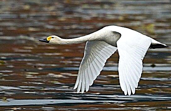 Obere Swan