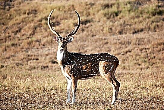 Deer Axis (nswala zaku India)