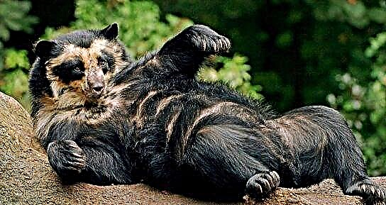 ʻO bear bear (Andean)