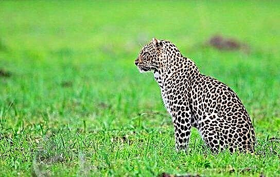 Leopardo de Asia Central