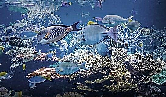 Por que e como os peixes respiran baixo a auga