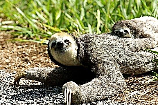Aisea e telegese ai sloths