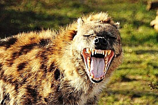 Ngano nga nangatawa si hyenas