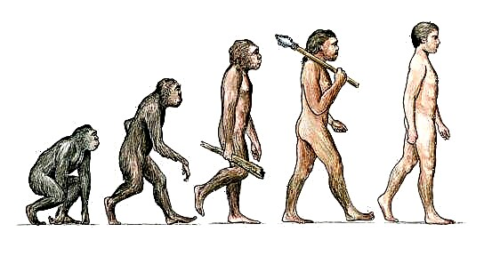 Por que os monos non evolucionan cara aos humanos