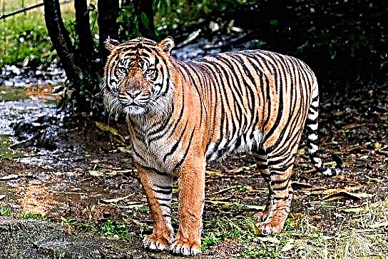 Зошто тигрите се риги