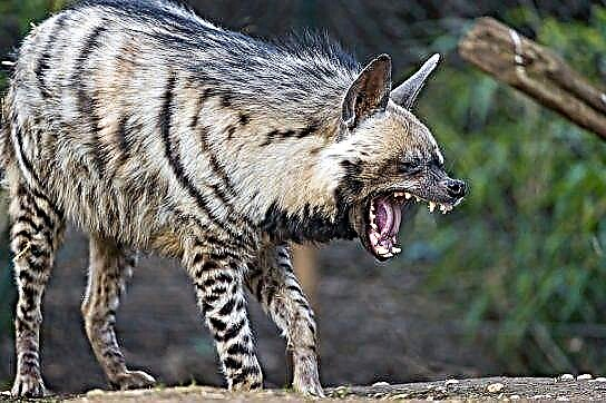 Hyena ឆ្នូត
