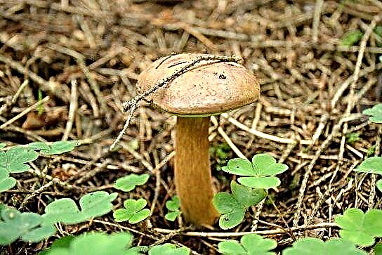 Li-mushroom tsa Poland