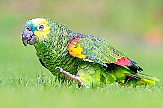 Parrot Amazon