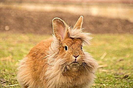 خرگوش - نژاد و گونه