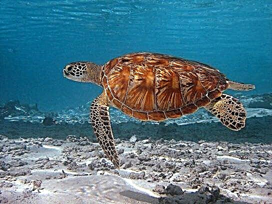 Problemas de supervivencia das tartarugas mariñas
