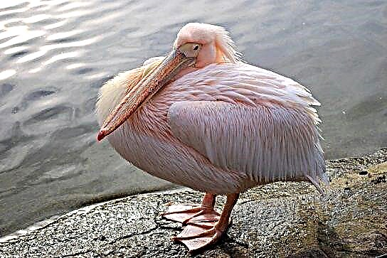 Pink pelican