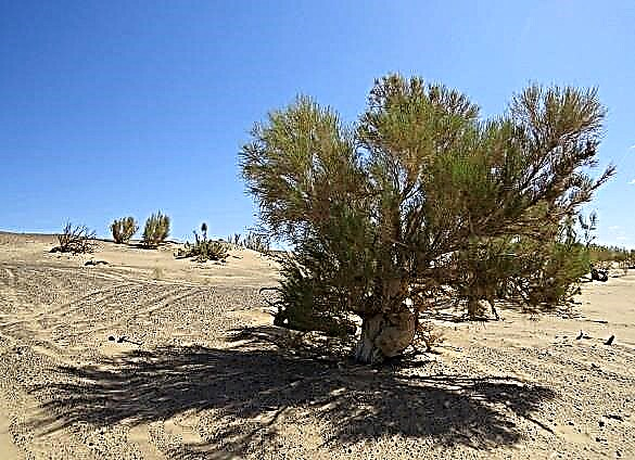 Saxaul - planta do deserto