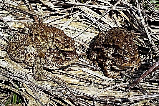 Gray toad