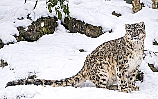 Leopardê Berfê