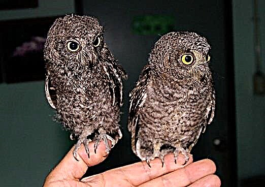 Owl scops