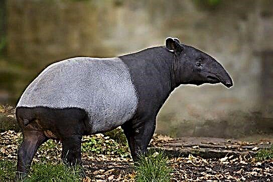 ʻO Tapir