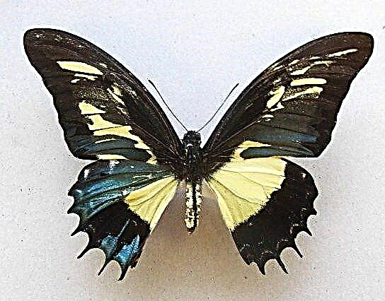 Butterfly - species ug paghulagway sa pamilya